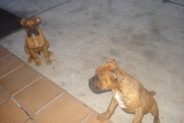 conejos gongora