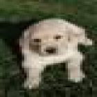 Golden Retriever cachorros se venden - mejor precio | unprecio.es