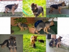 Pastores Alemanes Cachorros - mejor precio | unprecio.es