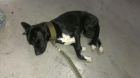 se regala perro macho de 2 años - mejor precio | unprecio.es