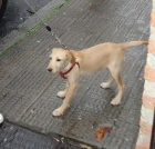 Se vende perrita - mejor precio | unprecio.es