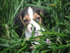 135 Beagle cachorro hembra dispuesta a ir .. - mejor precio | unprecio.es