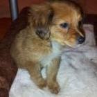 Adoptar a Fonsi - mejor precio | unprecio.es