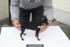 Cachorrito de Mini pinscher enano - mejor precio | unprecio.es