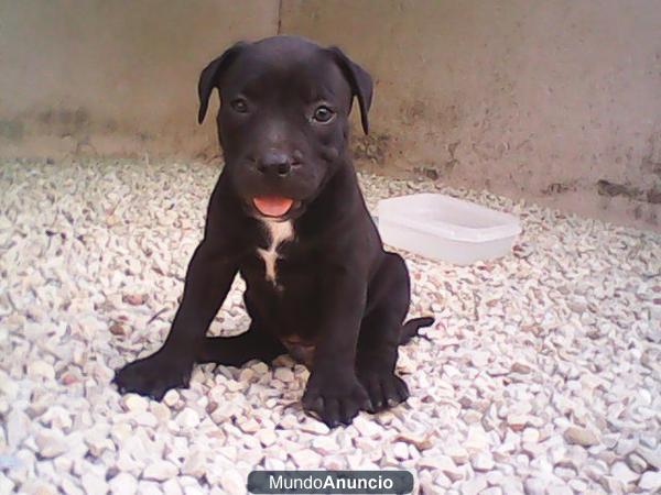 CACHORROS DE PITBULL AMERICAN STANFORD RED NOSE Y BLUE NOSE