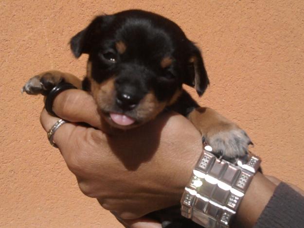 CACHORROS PINSCHER ENANOS