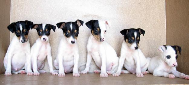 Ratonero bodeguero Andaluz 120€