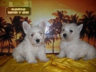 Westys ricos y graciosas mascotas - mejor precio | unprecio.es