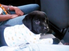 2 machos y 3 hembras de labrador - mejor precio | unprecio.es