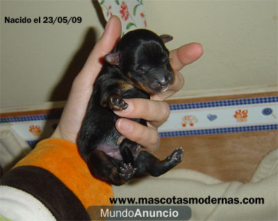 4 YORKSHIRES NACIDOS EL 23 DE MAYO