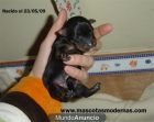 4 YORKSHIRES NACIDOS EL 23 DE MAYO - mejor precio | unprecio.es