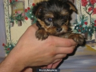 Anuncio de venta,cuidado con los regalos.Yorkshire tamaño toy. - mejor precio | unprecio.es