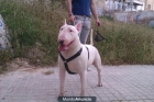 Bull terrier excelente para montas Buen pedigree - mejor precio | unprecio.es