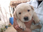 CACHORRO DE LABRADOR PURO MACHO - mejor precio | unprecio.es