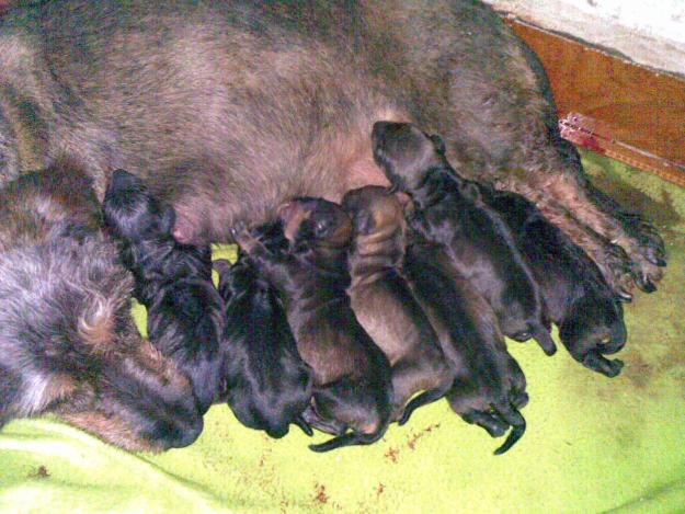CACHORROS TECKEL
