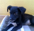 Friky, cachorro de 3 meses, rescatado de una perrera. NECESITA UN HOGAR- LE AYUDAS?? - mejor precio | unprecio.es