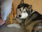 Husky-Alaskan Malamute busca hembra para monta --petrer-(alicante) - mejor precio | unprecio.es