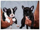 Preciosos Bulldog frances, cachorros de dos meses (REGALO) - mejor precio | unprecio.es