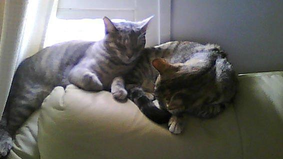regalo dos gatitas de 8 meses, por no poder cuidarlas