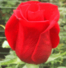 ROSAS Y FLORES DE ECUADOR