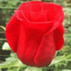 ROSAS Y FLORES DE ECUADOR - mejor precio | unprecio.es