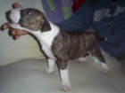 SE VENDE BULL-TERRIER - mejor precio | unprecio.es