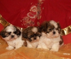 Shih-tzu ¡5 años de garantia! - mejor precio | unprecio.es
