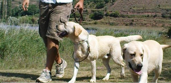 venta de cachorros labrador retriever