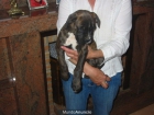 Boxer atigrado macho,con pedigree. - mejor precio | unprecio.es