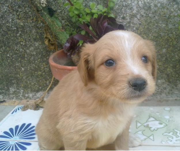cachorro terrier jack russell