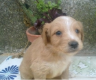 cachorro terrier jack russell - mejor precio | unprecio.es