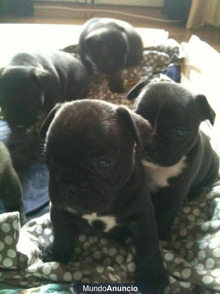 Camada de Bulldog frances