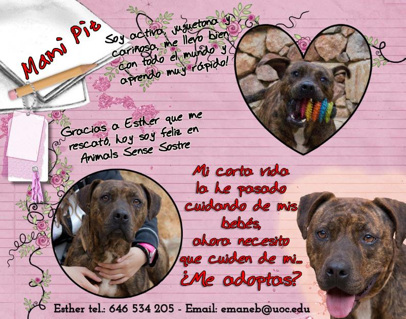 Mami pit busca hogar