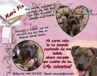 Mami pit busca hogar - mejor precio | unprecio.es