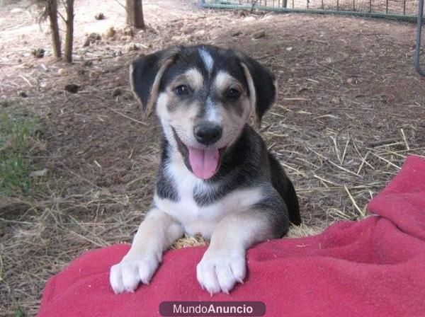 MILO, cachorro pelusón de 2 meses - se ha quedado solo - EN ADOPCION