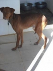 Morir por ser podenco la maldicion de una raza - mejor precio | unprecio.es