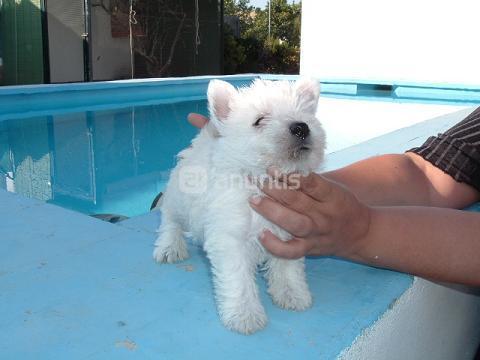 oferta de wetys en madrid