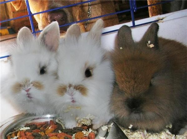 quieres adoptar un hamster o un conejito???