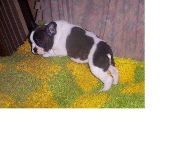 regalo bulldog frances de 10 semena  por no poder atender  esta muy sano caracter muy bueno esta acostumbrado a niños