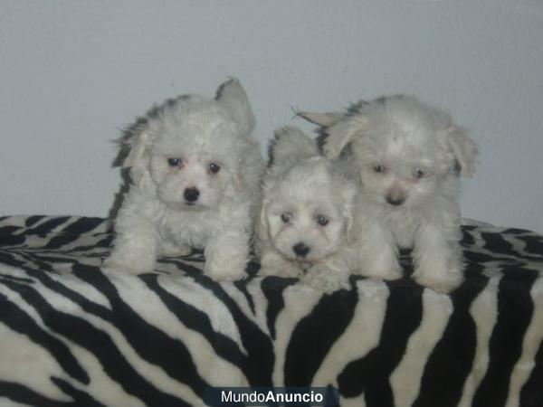 Cachorritos de Bichón Maltés nacionales en Molins d Rei,