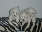 Cachorritos de Bichón Maltés nacionales en Molins d Rei, - mejor precio | unprecio.es