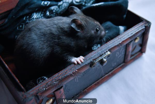 Regalo hamster común