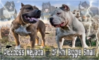 American Bully - mejor precio | unprecio.es