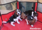 Beagles bicolores y tricolores en oferta cachorros con pedigri - mejor precio | unprecio.es
