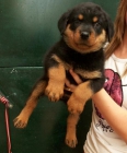 cachorritos de rottweiler - mejor precio | unprecio.es