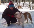 ingles bulldog - mejor precio | unprecio.es