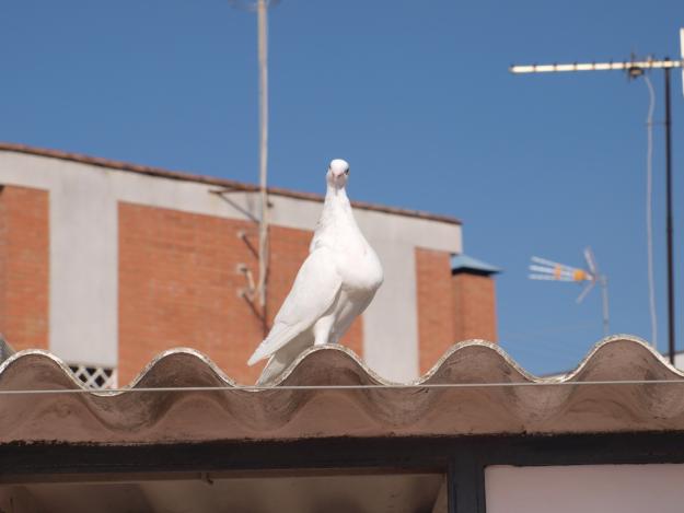 palomos jienenses buenas lineas