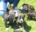 SE VENDEN CACHORROS DE PITBULLS - mejor precio | unprecio.es