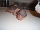 SPHYNX MAHO ARLEQUIN - mejor precio | unprecio.es