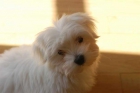 URGEEEEE!!!!! COMPROOOO YORKSHIRE TOY HEMBRA O BICHON MATES TOY HEMBRA - mejor precio | unprecio.es